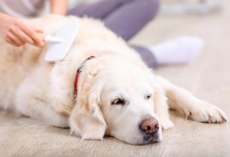 Understanding Your Pet’s Anxiety: Natural Ways to Calm Dogs and Cats