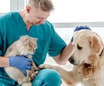 How to Log and Share Pet Health Data with Your Veterinarian
