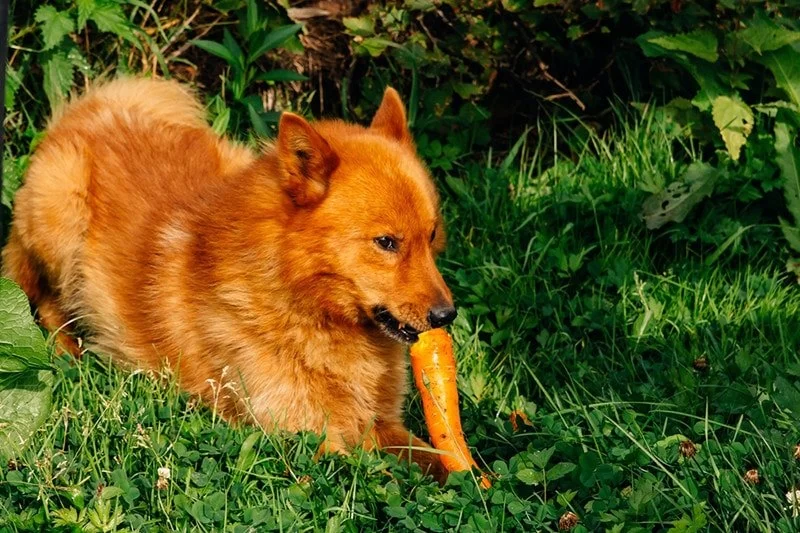 Can Dogs Eat Carrots Raw? A Vet-Approved Guide for Pet Owners