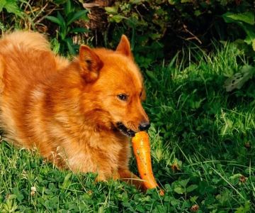 Can Dogs Eat Carrots Raw? A Vet-Approved Guide for Pet Owners