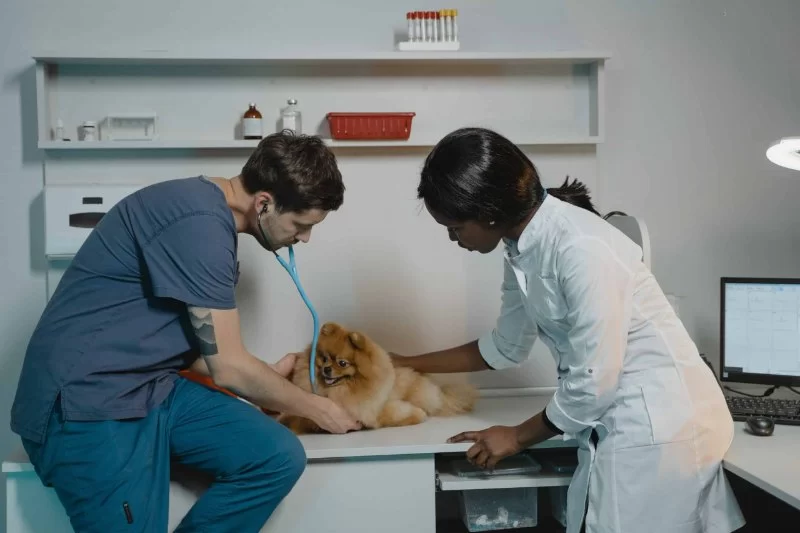 How Difficult Is It to Become a Veterinarian? A Realistic Look at the Journey