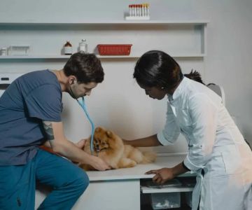 How Difficult Is It to Become a Veterinarian? A Realistic Look at the Journey