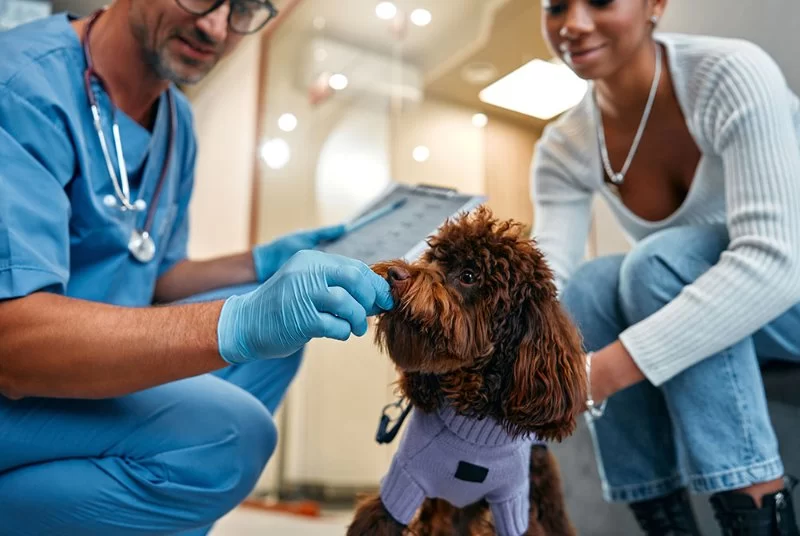 Who Designs the Veterinary Curriculum? Exploring the Role of Veterinary Professionals