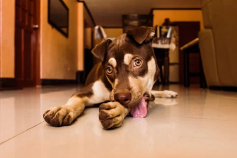 Why Is My Dog Licking Its Legs Excessively? Causes & Solutions Explained