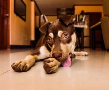 Why Is My Dog Licking Its Legs Excessively? Causes & Solutions Explained