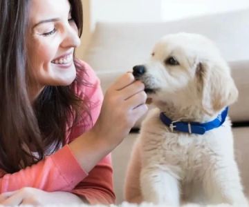 The Best Pet Vaccination Calendar Apps for Dog and Cat Owners
