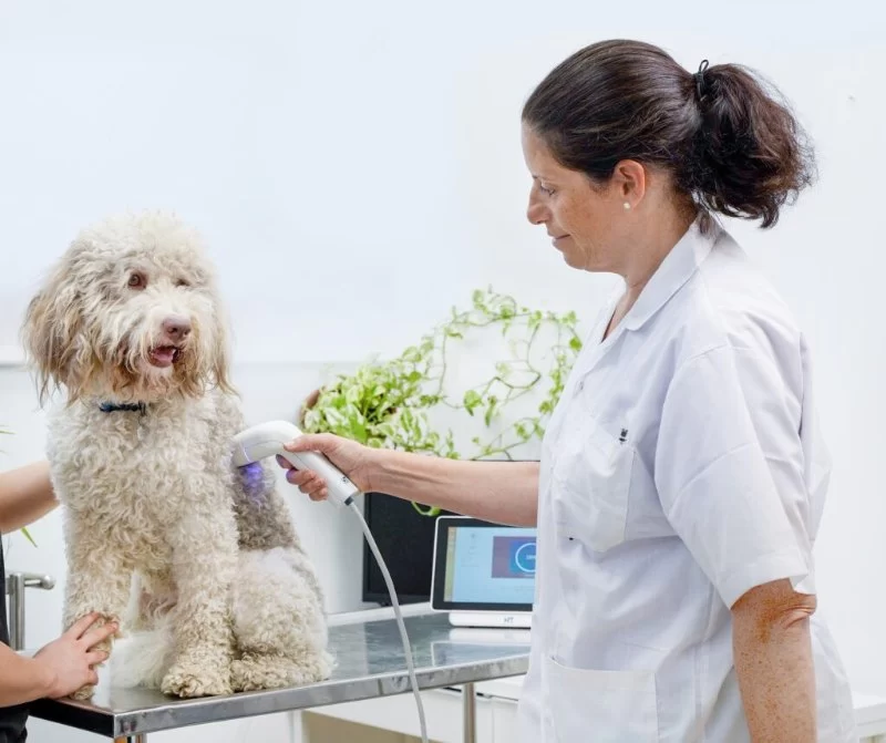 How Do Vets Detect Cancer in Pets? Screening & Early Warning Signs – Vet Approved Insights