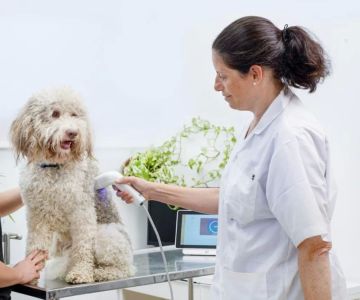 How Do Vets Detect Cancer in Pets? Screening & Early Warning Signs – Vet Approved Insights