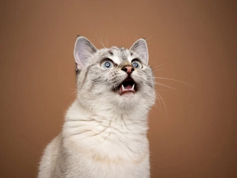 Why Do Cats Meow Excessively? Behavioral Insights and What It Means