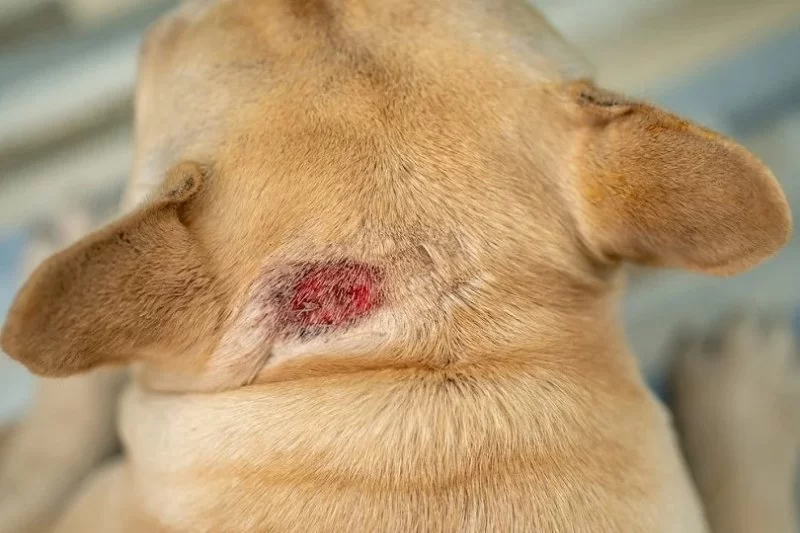 Common Skin Conditions in Dogs and How to Treat Them With Natural Remedies