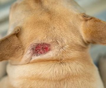 Common Skin Conditions in Dogs and How to Treat Them With Natural Remedies