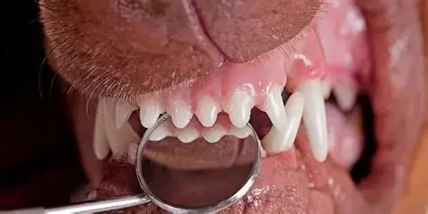 How to Spot Early Signs of Dental Disease in Dogs and Cats - Vet Approved Insights