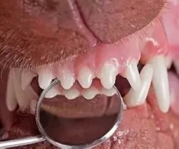 How to Spot Early Signs of Dental Disease in Dogs and Cats - Vet Approved Insights