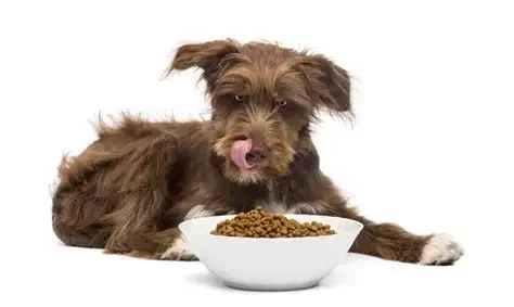 Grain‑Free Dog Food: Risks, Benefits & What Recent Studies Reveal According to Experts