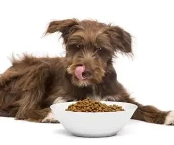Grain‑Free Dog Food: Risks, Benefits & What Recent Studies Reveal According to Experts