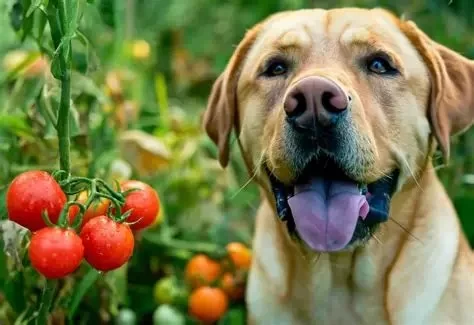 Can Dogs Eat Tomatoes? Safety, Risks & Vet Advice Explained