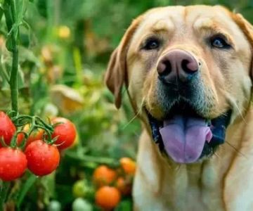 Can Dogs Eat Tomatoes? Safety, Risks & Vet Advice Explained