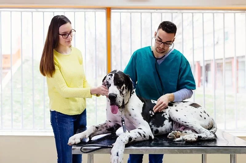 How Many Years of Study to Become a Veterinarian – Timeline Explained
