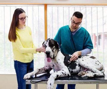 How Many Years of Study to Become a Veterinarian – Timeline Explained