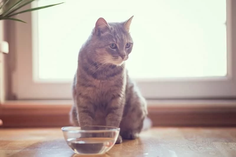 What to Do If Your Cat Is Not Eating or Drinking Water