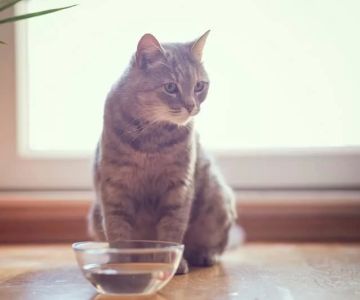 What to Do If Your Cat Is Not Eating or Drinking Water