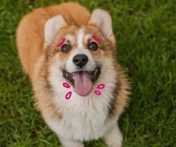 Understanding Dog Excessive Panting During Play