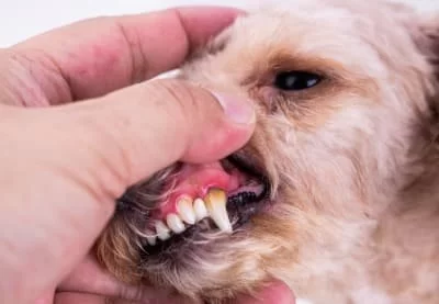 How to Spot Early Signs of Dental Disease in Dogs and Cats in 2025