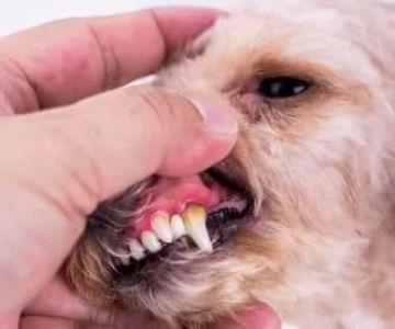How to Spot Early Signs of Dental Disease in Dogs and Cats in 2025
