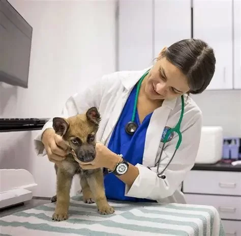 What Schooling Do You Need to Be a Veterinarian? Full Education Path Explained