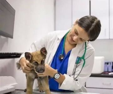 What Schooling Do You Need to Be a Veterinarian? Full Education Path Explained