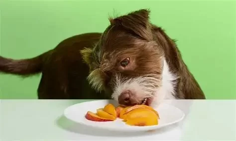 Can Dogs Eat Peaches? Safety, Benefits, and Risks Explained | Hidden Brook Veterinary