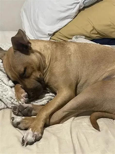 Dog Limping After Jumping Off Couch: Causes, Treatments, and Solutions | Hidden Brook Veterinary