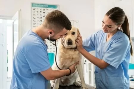How to Pronounce Veterinarian: A Complete Guide for Pet Owners