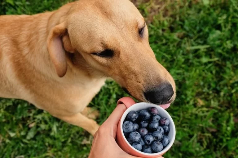 Can Dogs Eat Blueberries? Benefits and Safety Tips for Your Pet