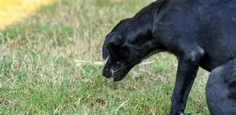 Understanding Dog Vomiting and Refusal to Eat: Causes and Solutions