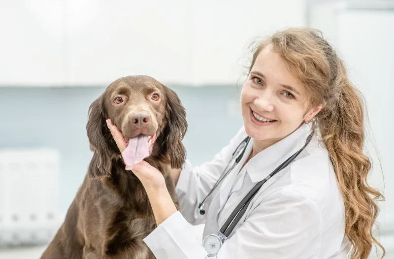 How Much Does a Veterinarian Make Annually? Salary Insights for Aspiring Vets