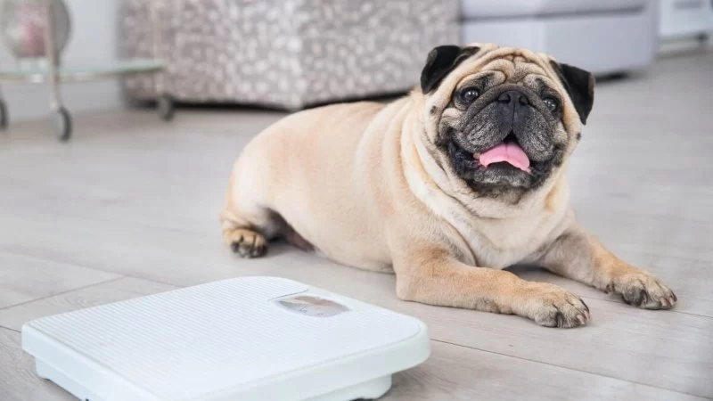 Top Free Online Tools to Track Your Pet’s Weight Over Time - Vet Approved Insights