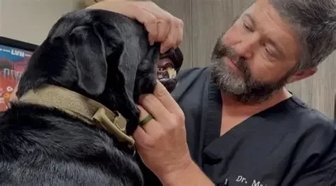 De Soto Veterinary Clinic in De Soto, KS: Services, Costs & Local Tips