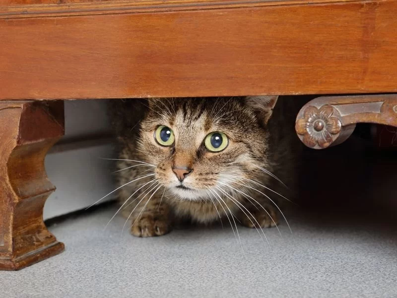 Cat Shaking with Fear During Loud Noises: Causes and Calming Solutions