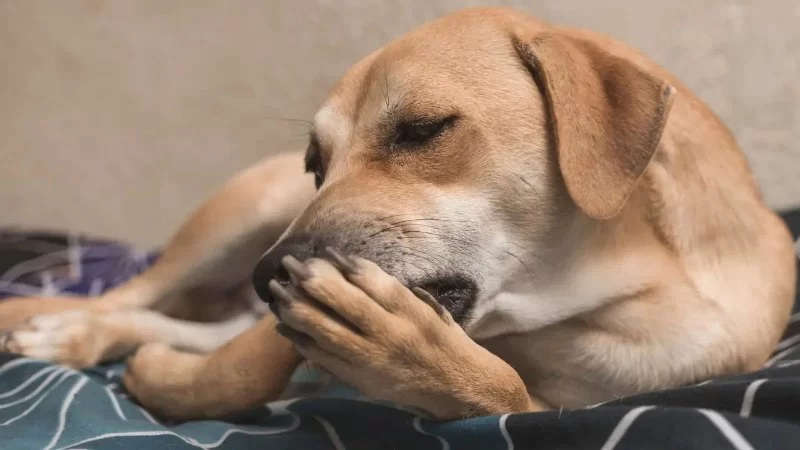 Dog Excessive Licking of Paws: Causes, Risks, and Effective Solutions
