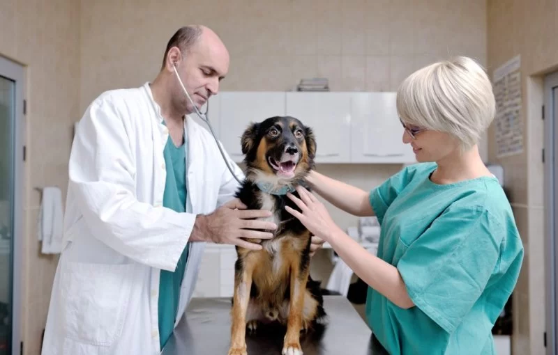 What Career Cluster Is a Veterinarian? Understanding the Path to Animal Care
