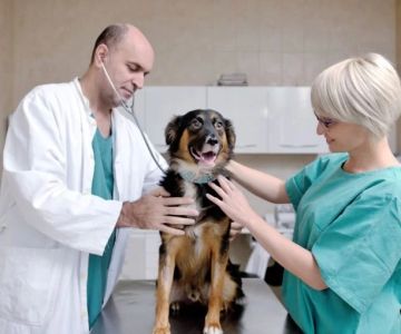 What Career Cluster Is a Veterinarian? Understanding the Path to Animal Care