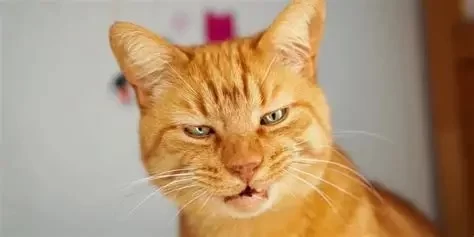 Why Is My Cat Coughing? Understanding Causes and What to Do Next