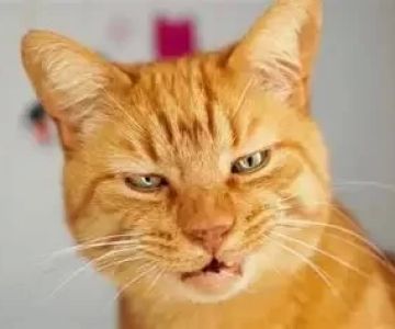 Why Is My Cat Coughing? Understanding Causes and What to Do Next