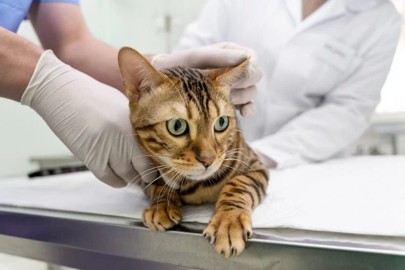 How to Track and Analyze Your Pet’s Allergies with Online Tools You Shouldn't Ignore
