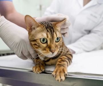 How to Track and Analyze Your Pet’s Allergies with Online Tools You Shouldn't Ignore