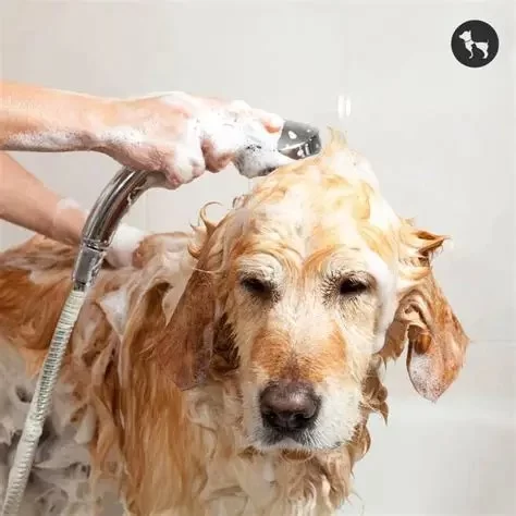 How Often Should You Bathe Your Pet? Expert Tips by Coat Type
