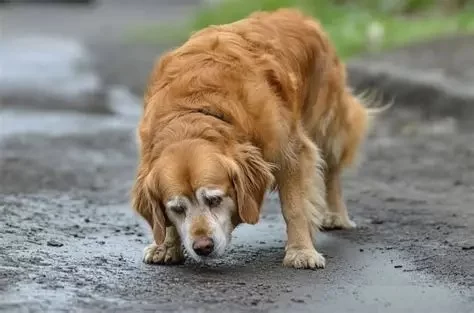 The Best Dog Supplement Trends of 2025: Joint, Stress & Digestive Formulas – Vet Approved