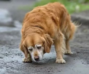 The Best Dog Supplement Trends of 2025: Joint, Stress & Digestive Formulas – Vet Approved