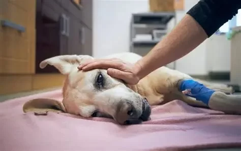 10 Common Causes of Dog Diarrhea and When to See a Vet Every Owner Should Know